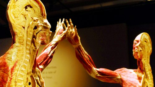 See the Bodies Exhibit at The Luxor Hotel in Las Vegas