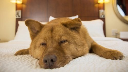5+ Pet Friendly Las Vegas Hotels (Both On and Off The Strip)
