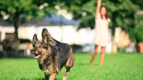 6 Las Vegas Dog Parks to Visit with Your Furry Friend